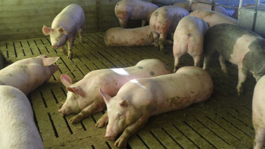 ¿Cuál es la incidencia de la castración sobre la conducta animal y la calidad de su carne?