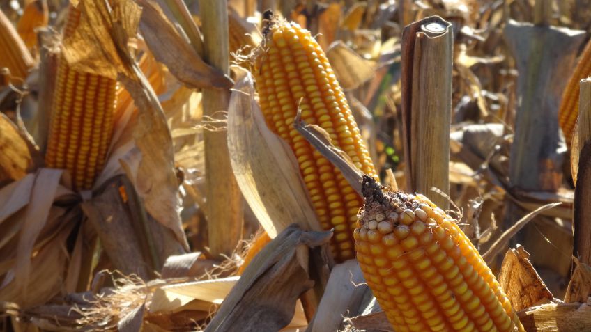 Aumentó la participación del Estado en la renta agrícola y ya roza el 75%