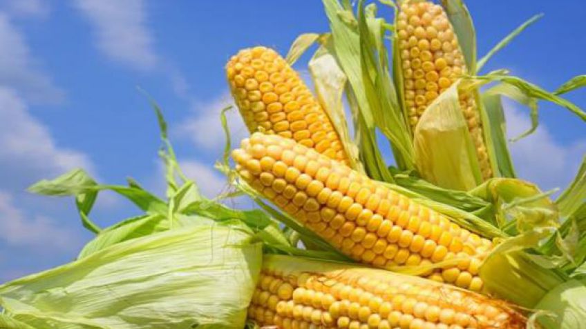 Investigadores se especializan en la optimización del cultivo del maíz