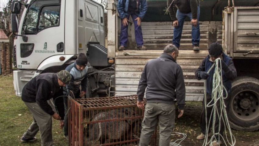 Animales de ex zoológico llegaron a Sierra del Tigre
