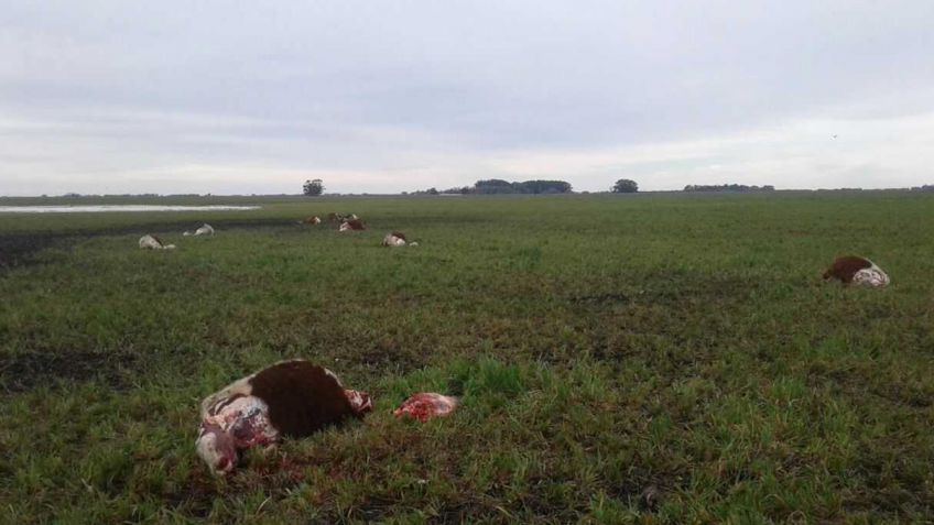 Mutilaron animales en el campo del subsecretario de Agricultura 