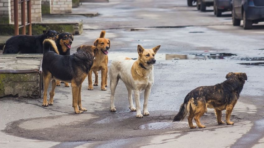 "Perros en la calle que muerden"
