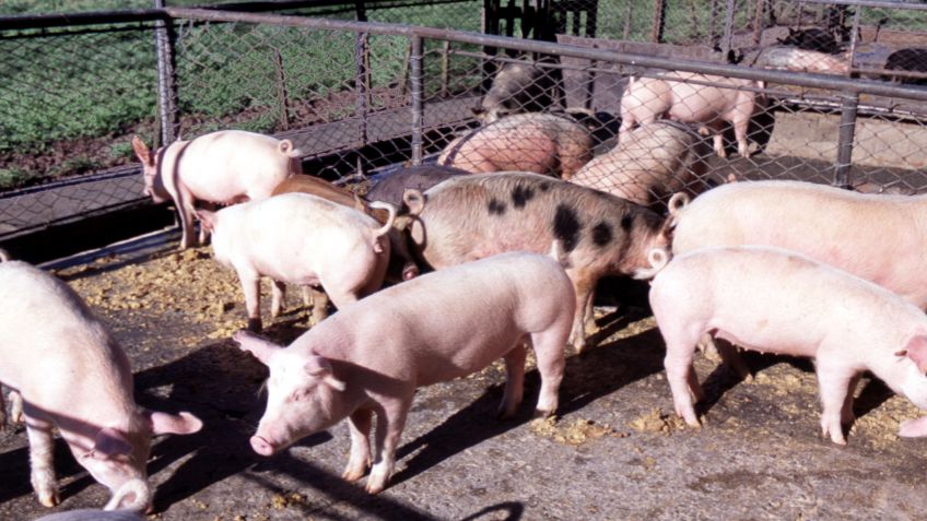 Pura técnica: pautas para el manejo de la inseminación de los cerdos