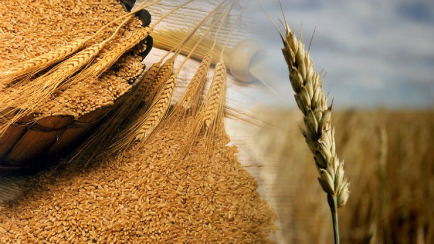 Crece la molienda de trigo, pero faltan nuevos mercados