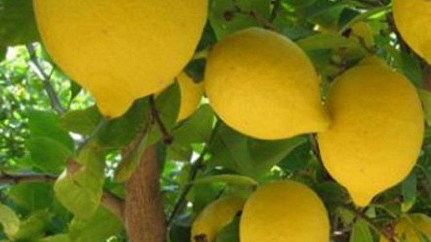 Histórico: Ya se realizó el primer embarque para exportar limones de Tucumán a México