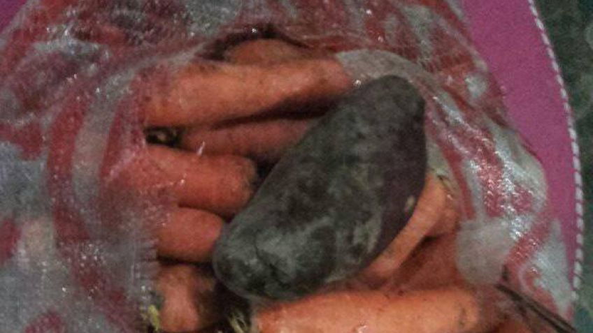 Indignación por establecimiento educativo que tiró bolsas de comida a la basura
