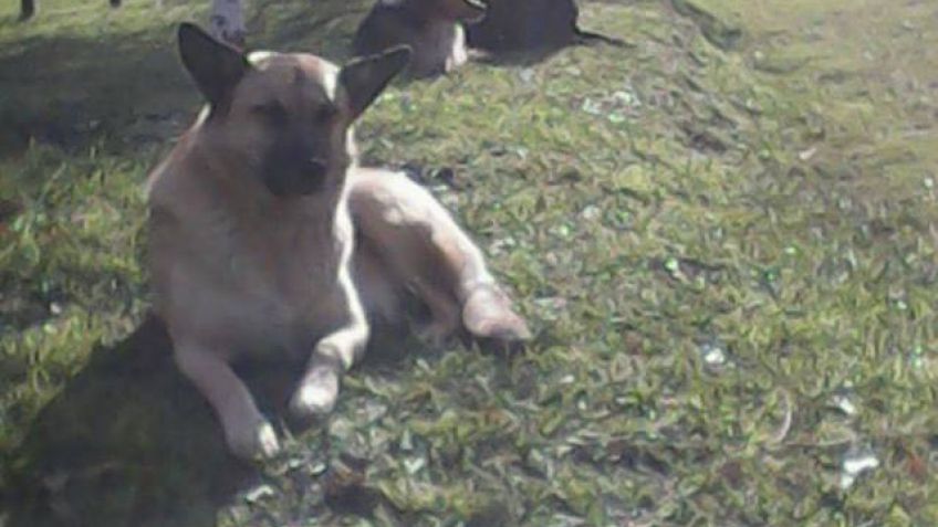 Perritos en adopción