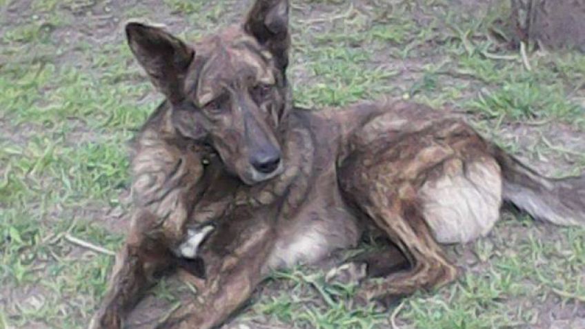 Perritos en adopción