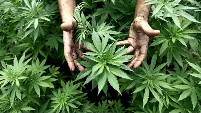 La ley de cannabis medicinal fue reglamentada parcialmente