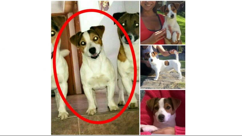 Buscan perrita perdida en la zona del Dique