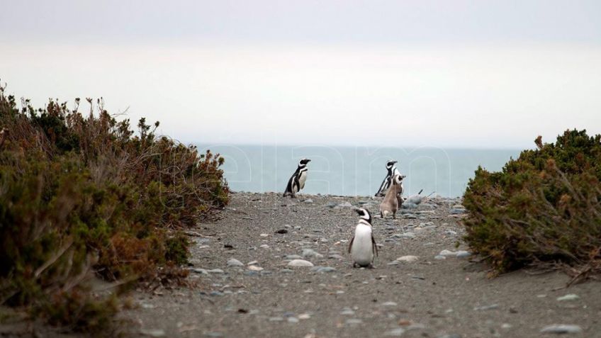Los pingüinos machos comenzaron a llegar a la reserva Cabo Vírgenes