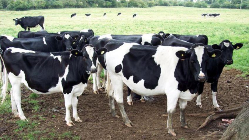 Presentan sistema de monitoreo para vacas lecheras