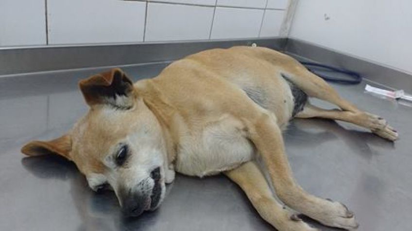 Buscan a los dueños de perrita que fue atropellada
