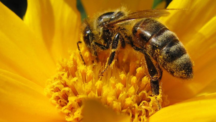 ¿Cómo mejorar las prácticas agrícolas y apícolas en beneficio de la salud de las abejas?