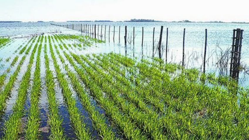 Por las lluvias, proyectan un millón de toneladas menos de trigo en la región pampeana