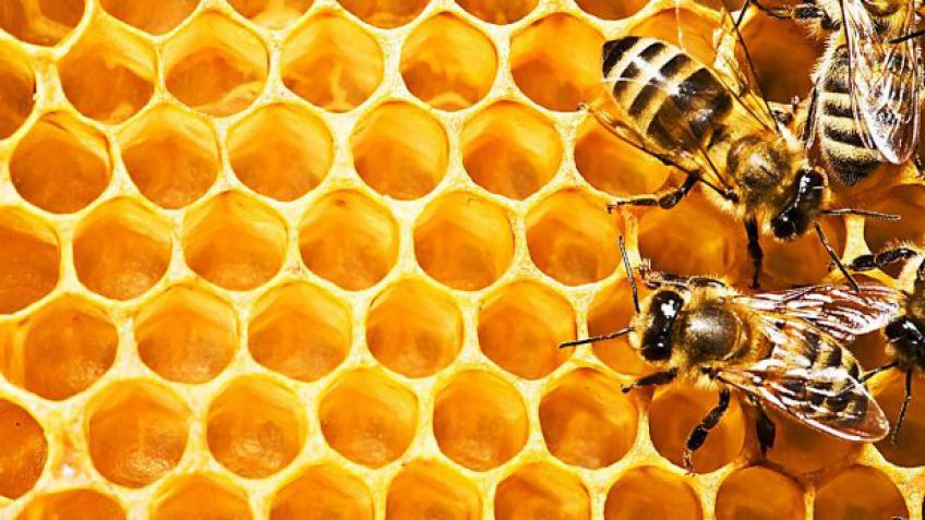 Apoyo para potenciar la presencia de la miel bonaerense en el mundo