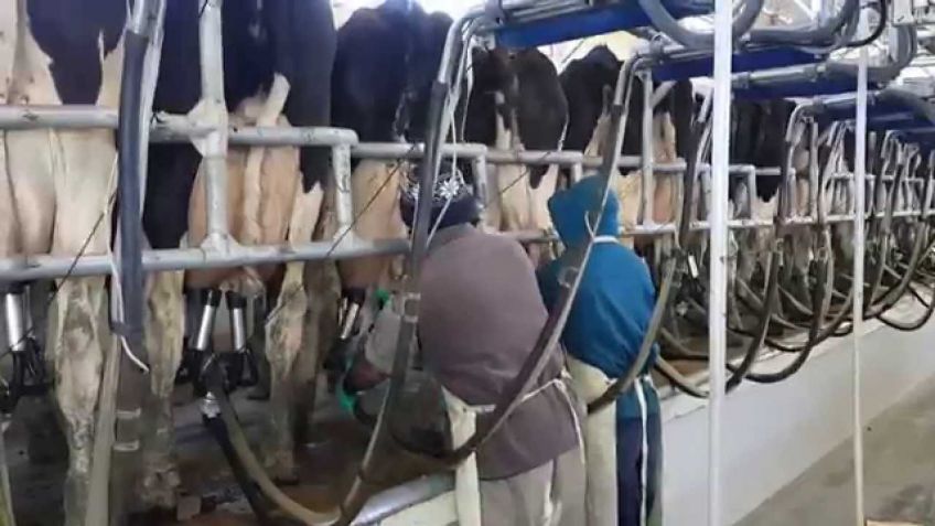 Pese a caída de ventas, estiman que la producción de leche terminará en alza