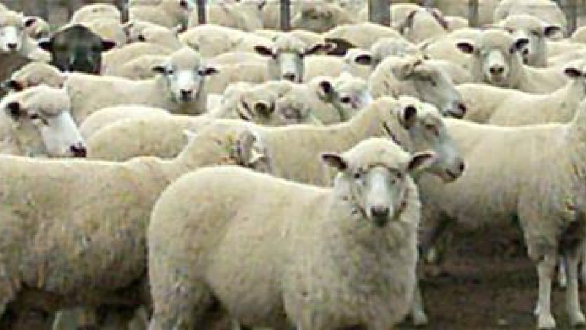 La Provincia aprobó otros 26 proyectos de producción ovina