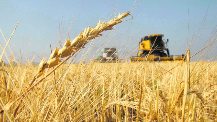 Agroindustria logró que Brasil no incluya arancel 0% para el trigo extra Mercosur