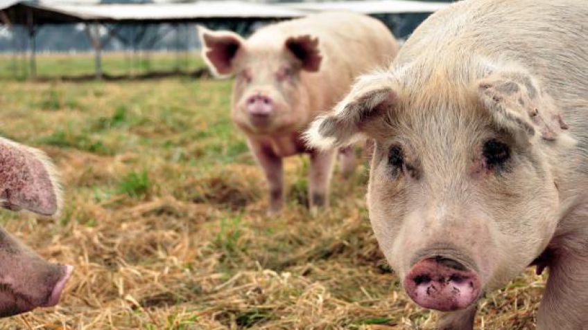 Creció la actividad porcina en la provincia de Buenos Aires