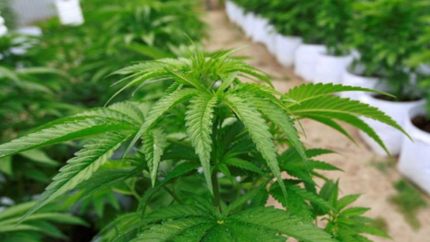 Su ex novia avisó a la Policía que cultivaba marihuana: secuestraron 28 plantas