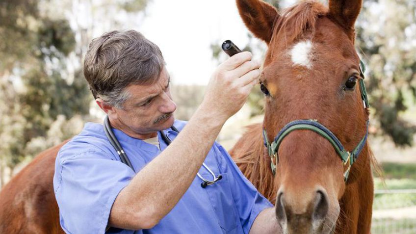 Curso de acreditación de veterinarios de registro en Tandil