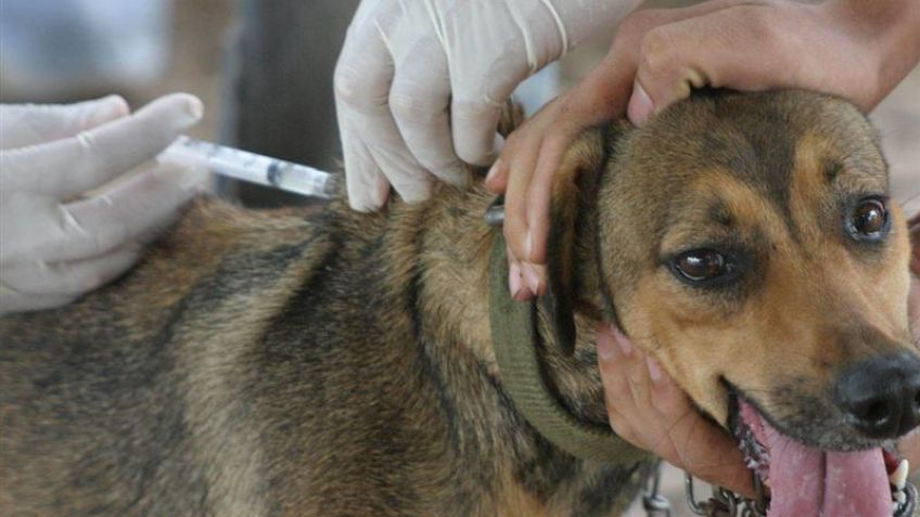 Continúa el programa de castración, vacunación y desparasitación gratuita de mascotas