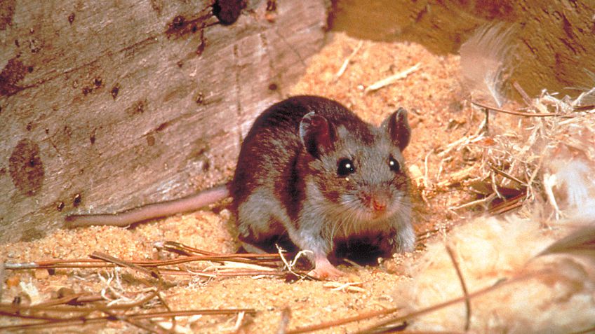 Recuerdan las precauciones del Hantavirus tras el fallecimiento de un hombre