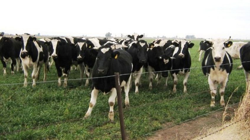 "Tenemos el precio de la leche más bajo del mundo"