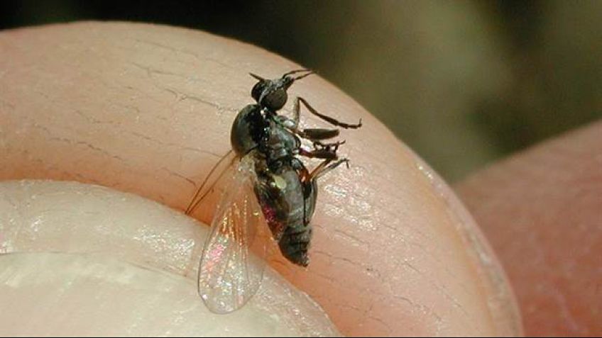 Plagas: una mosca que muerde causa alarma en la Cuenca del Salado