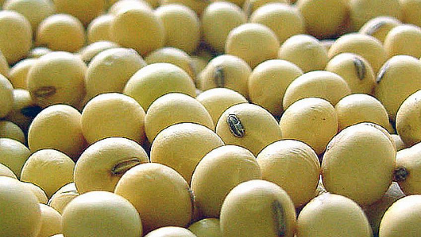 Soja: productores denuncian "aprietes" de empresas para que declaren sus semillas