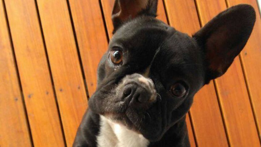 Buscan a Freya