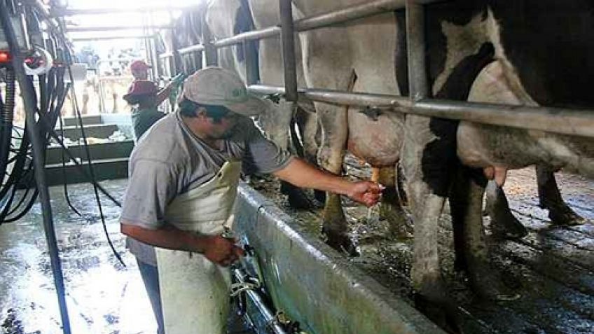 Según estimaciones del Movimiento CREA la producción de leche en 2017 va a ser menor que el año anterior