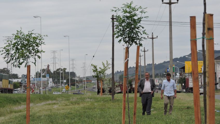 Avanza el plan de forestación con plantaciones en los accesos sobre la Ruta 226
