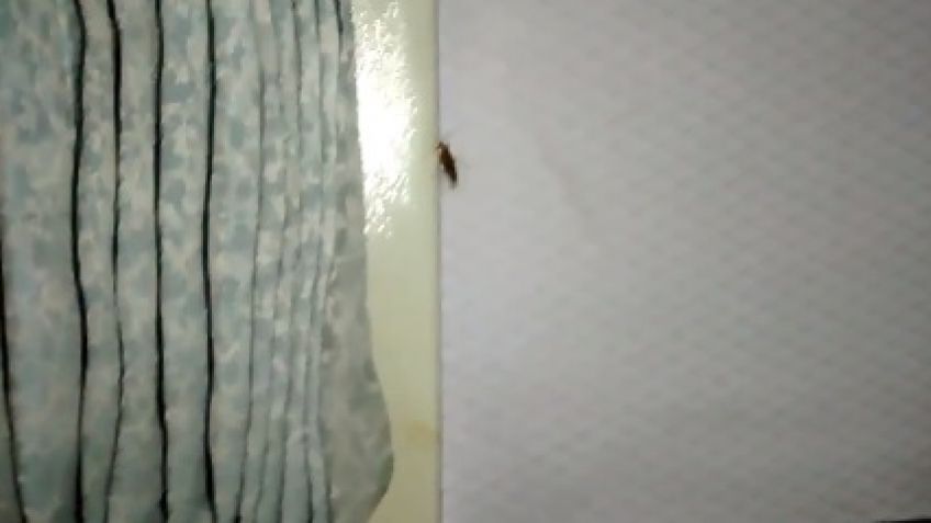 Un asco: viajó en El Rápido rodeado de cucarachas 