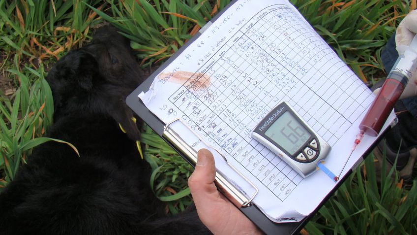 Nutrición animal: Efectos de la restricción proteica en la gestación