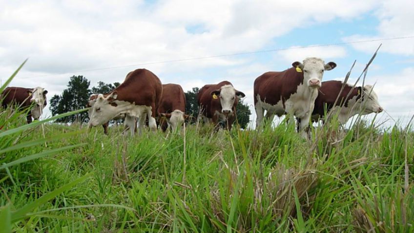 El rol de las pasturas en el contexto actual de la ganadería argentina