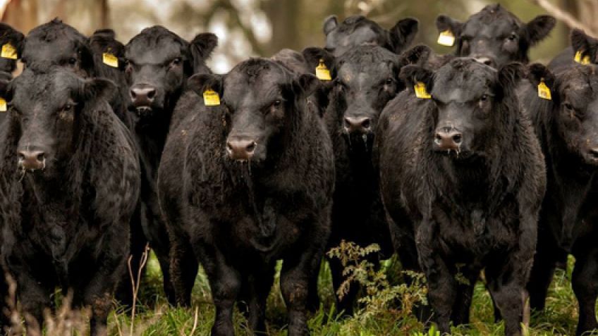 En dos años la exportación de carne vacuna creció un 57% en volumen