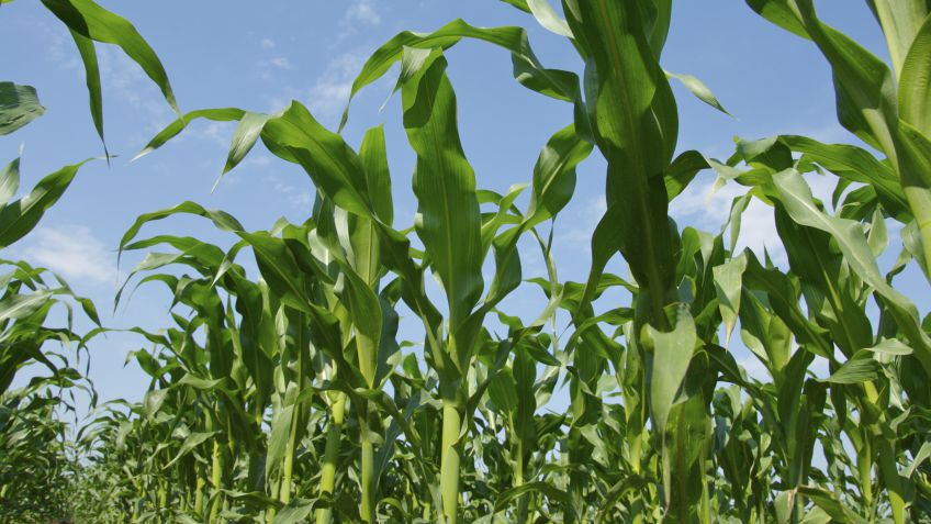 Una Red de Ensayos de Aapresid analizó estrategias de fertilización para maíces tardíos