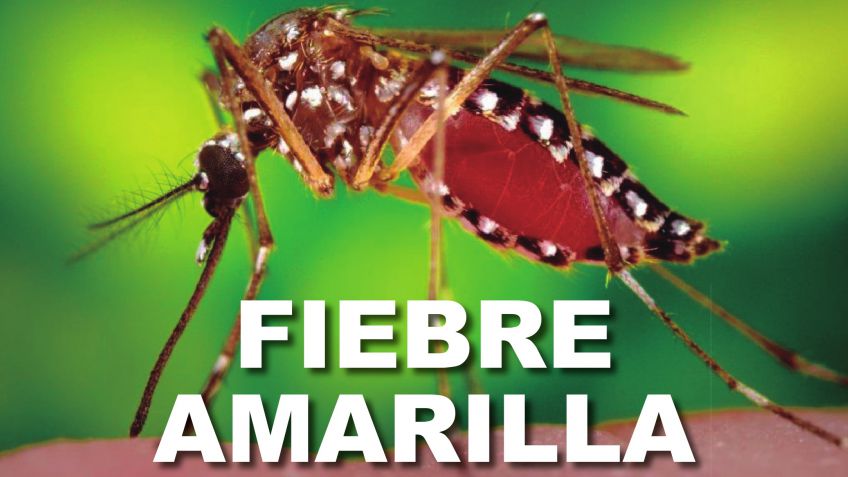 Fiebre amarilla