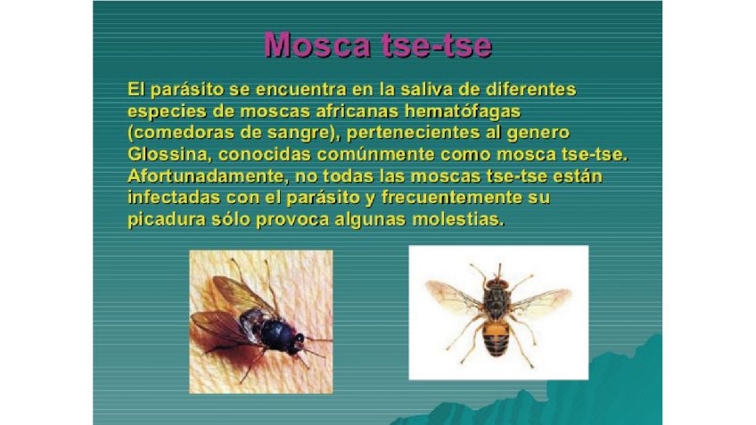 Fiebre amarilla