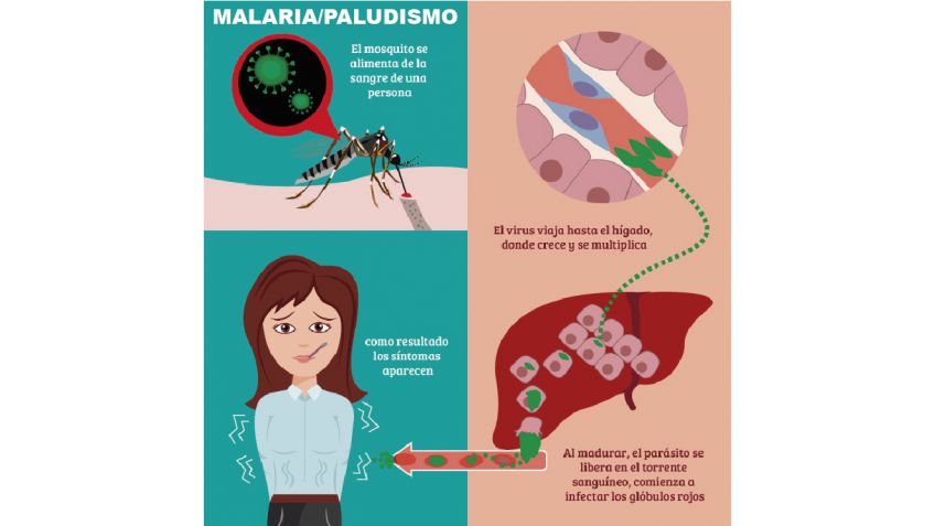Fiebre amarilla