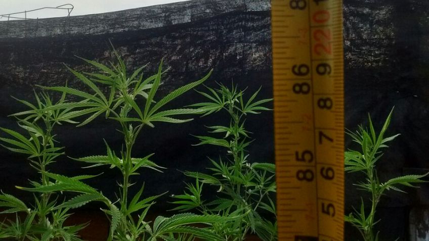Secuestraron plantas de marihuana tras allanamiento en La Movediza