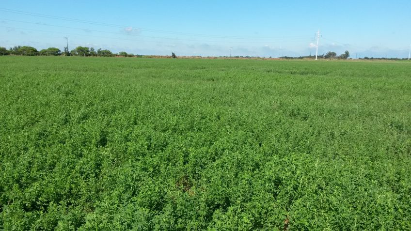 Recomendaciones para obtener un rollo más de alfalfa por hectárea