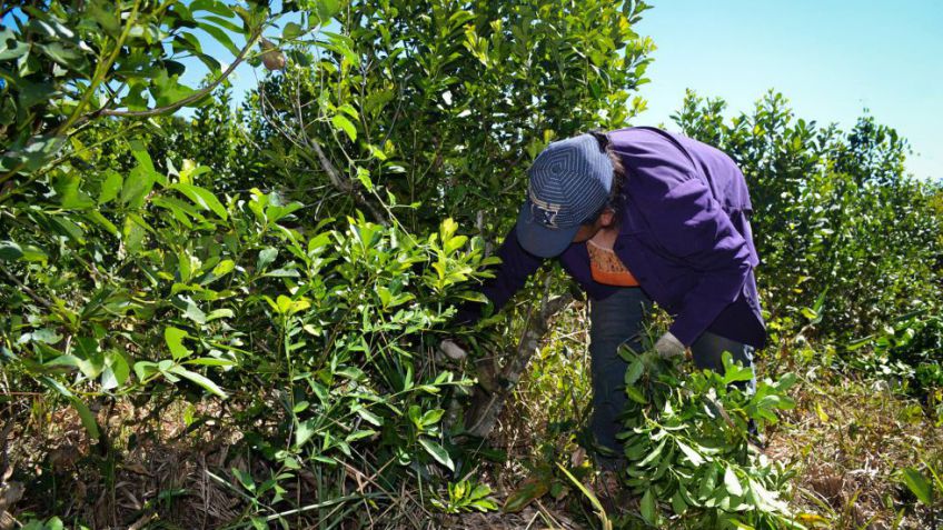 Productores de yerba mate piden 50% de aumento y se viene un aumento en las góndolas