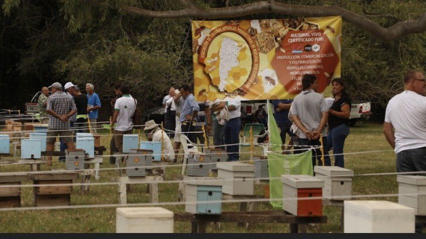 Aseguran que "agregar genética implica un crecimiento del 30% en la producción apícola"
