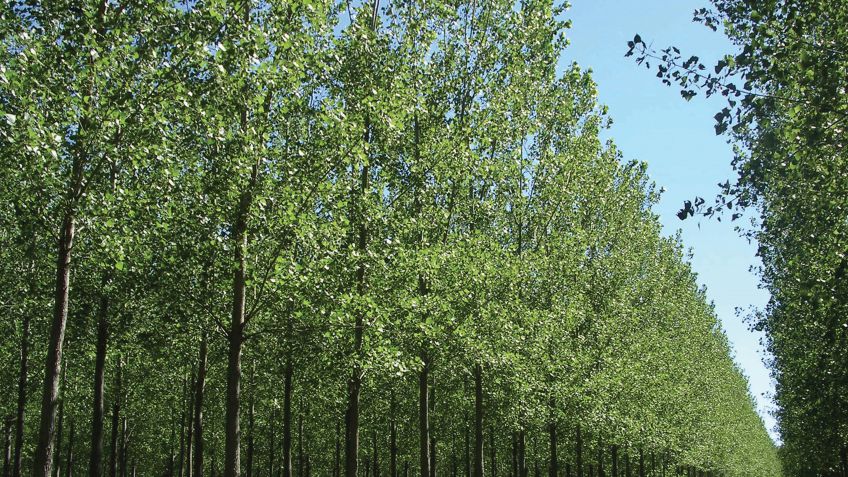 Productores forestales cobrarán planes demorados por 8 años