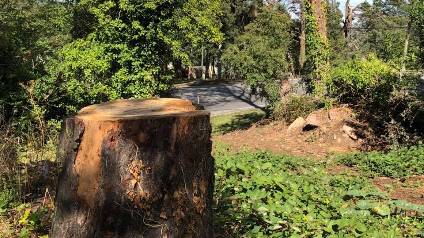 Piden nuevos informes tras las intervenciones en el Parque Independencia