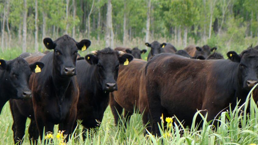 Claves del INTA para producir carne de calidad