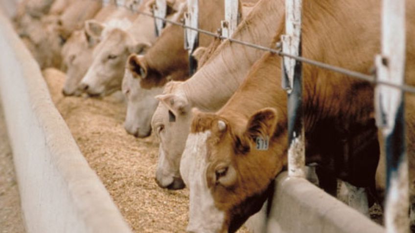Feedlots: aumentaron los costos de alimentación casi un 20% por la sequía